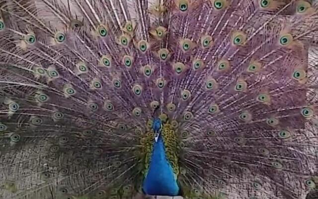 Hotel fazenda Pousada Fazendinha beach club arraial do cabo