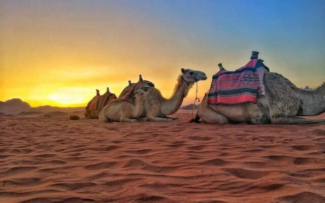 Bedouin habits tours camp