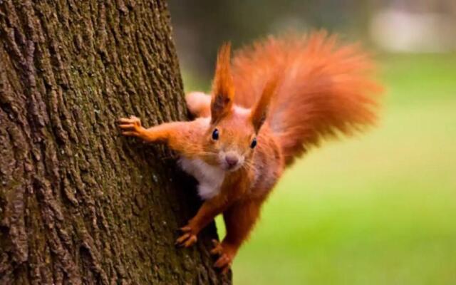 ZEN-Bungalow NO 4 met sauna en hottub