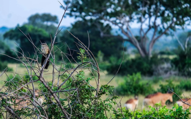 Saadani Safari Lodge - bush, river, beach