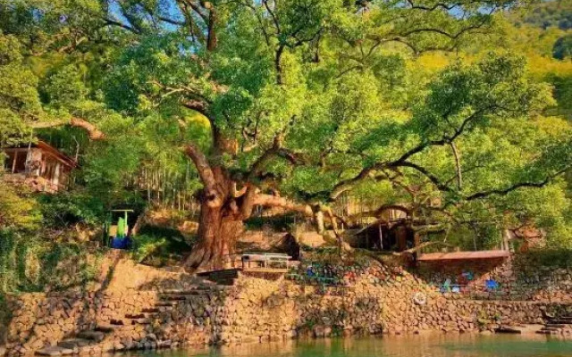 comphor and stream camping