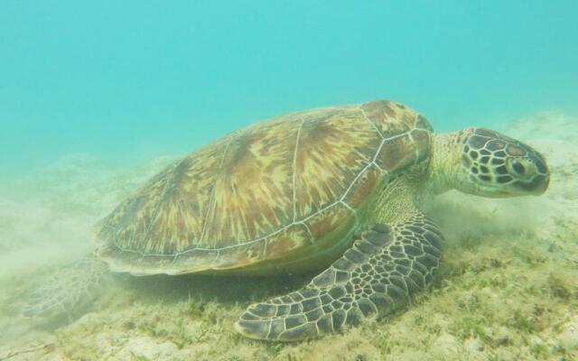 Blue Vision Diving Hotel