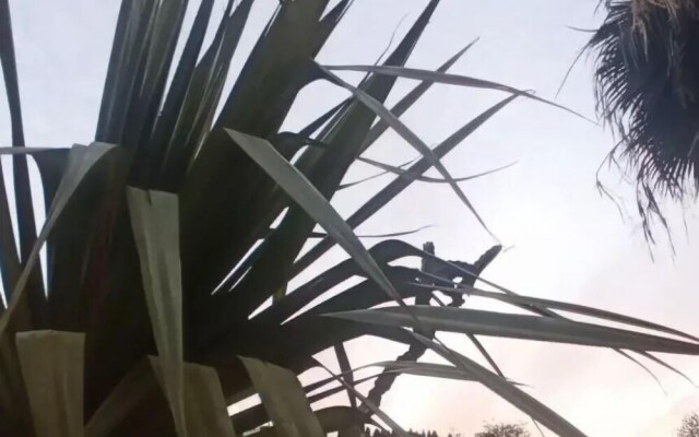 Suites Bugambilias Rooms Primavera Bosque