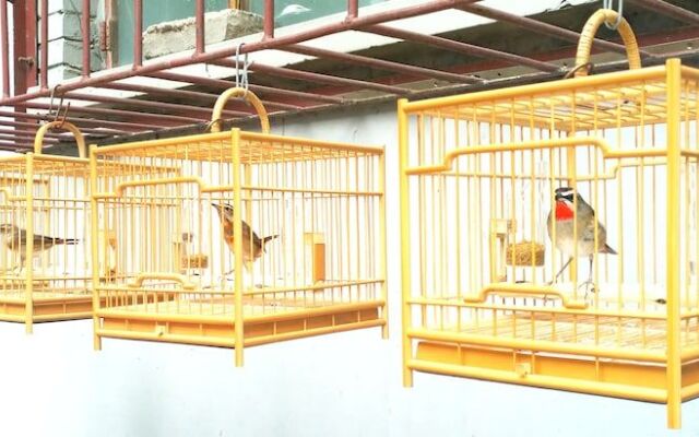 Habitat Quadrangle North Luogu- Flagship