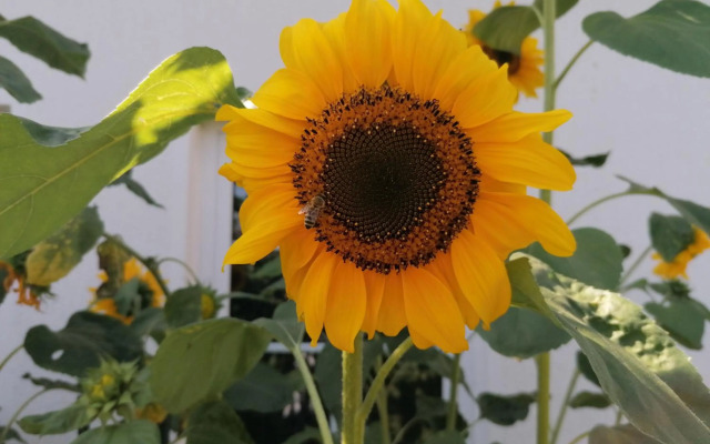 Pension Haus Anneliese