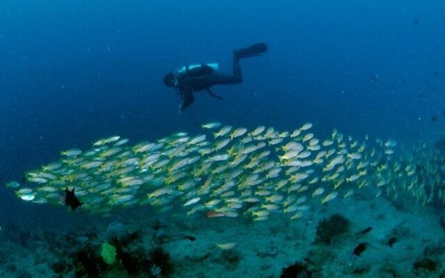 Anilao Scuba Dive Center Resort