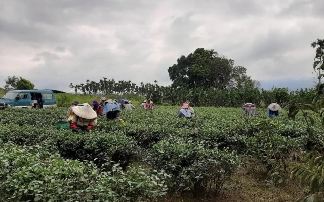 Dong Li Tea Homestay