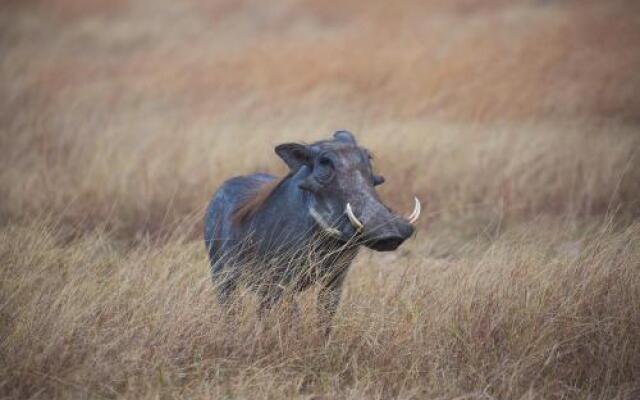 Losokwan Luxury Tented Camp - Maasai Mara