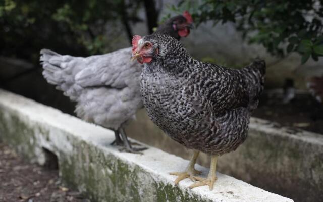 Sintra Farm Villa Guest House