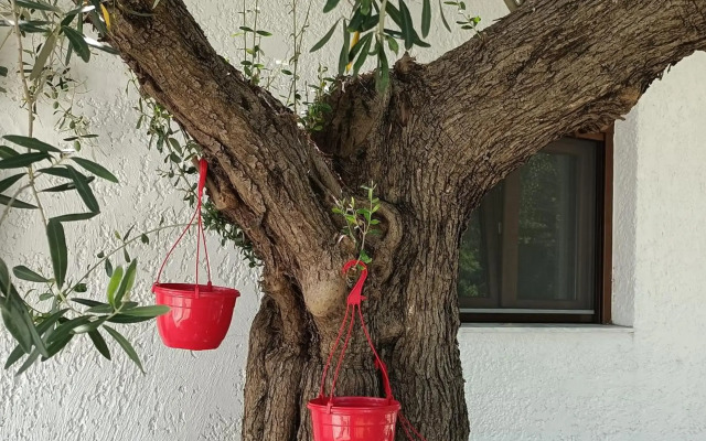 Marios Garden House