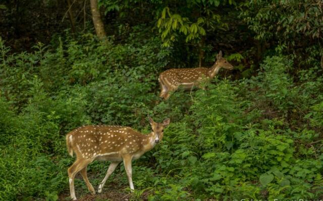 Gokarna Forest Resort