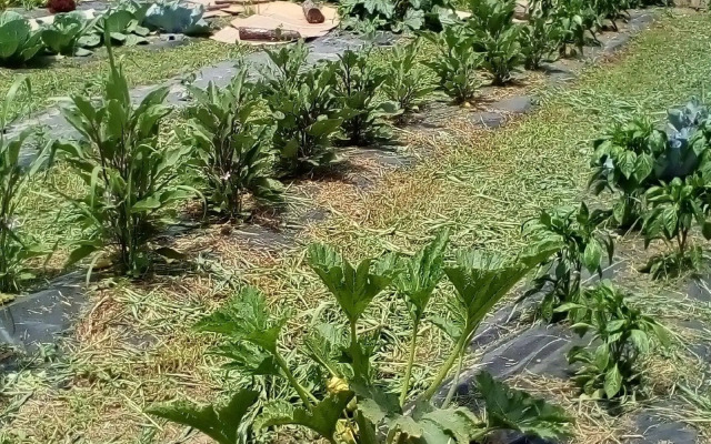 Azienda Agricola Biologica Petrignanum