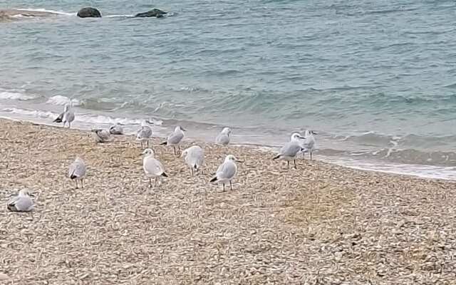 residence riva musone - stella marina