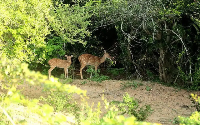 Yala Ravana AC Luxury Tented Safari Camp