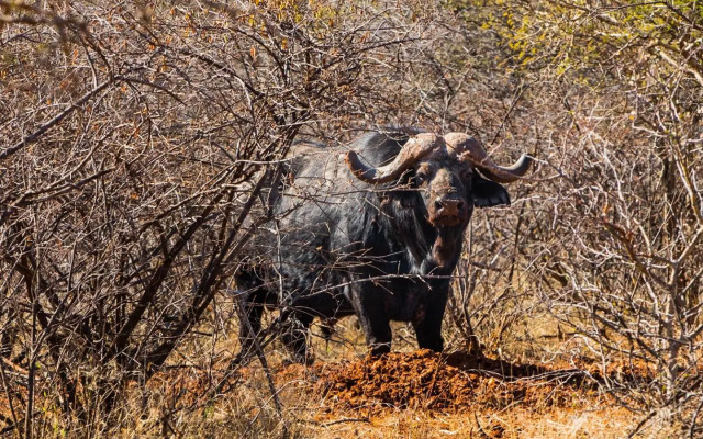 Palala Boutique Game Lodge & Spa