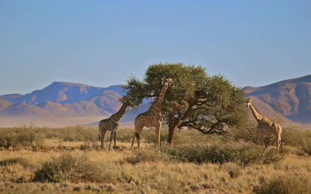 Weltevrede Guest Farm