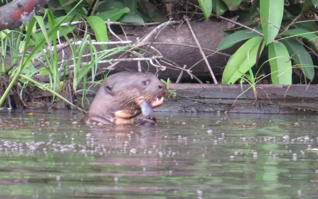 Yacumama Tambopata Expeditions