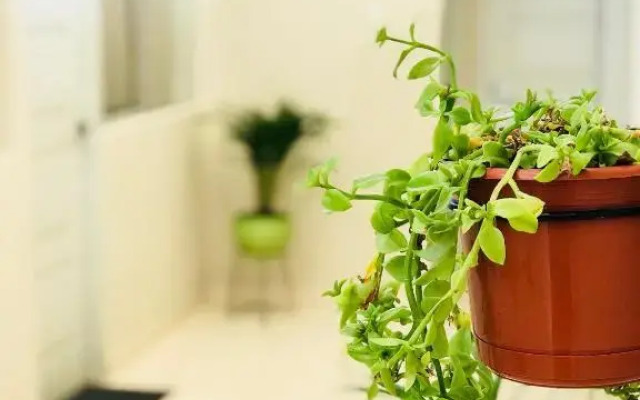 Garden House