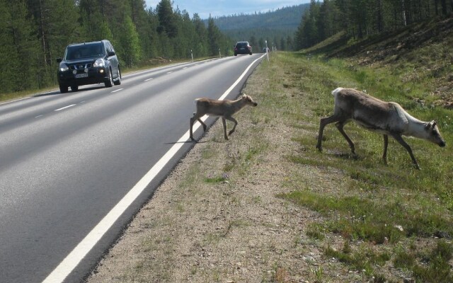 Saariselän Marjamajat