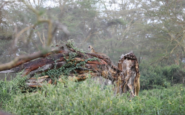 Lake Nakuru Lodge