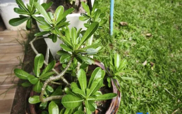 The Secret Garden Homestay Koh yao yai
