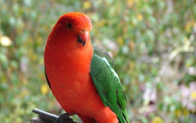 Bimbi Park - Camping Under Koala