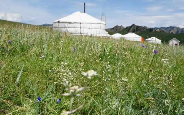 My Mongolia Eco Ger Camp