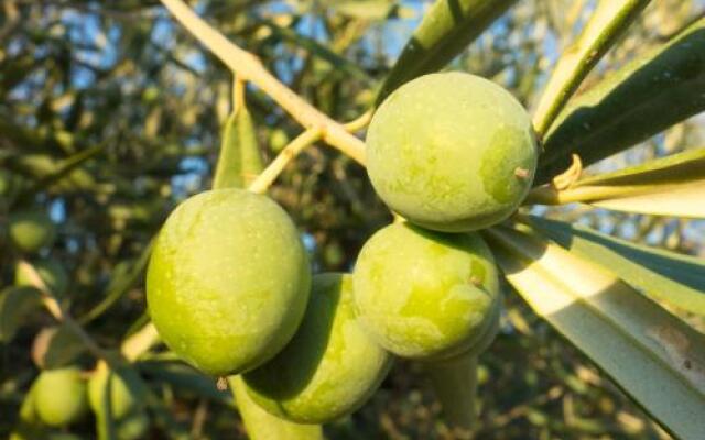 Pensión La Florida 19