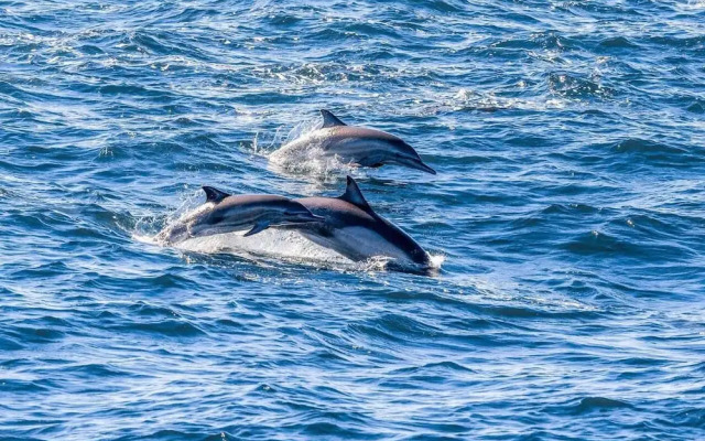 Sonora Spa Beachfront