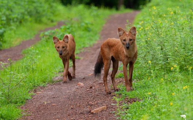 Red Earth Tadoba