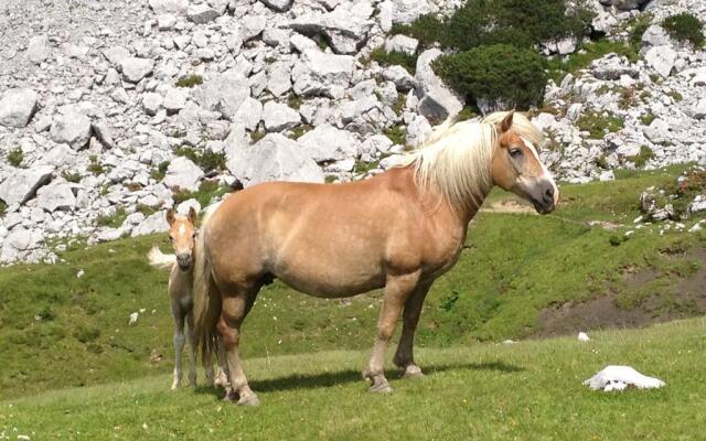 Appartement Resort Hanneshof