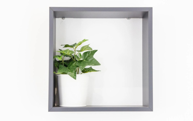 Minty Stay - Jose Ortega y Gasset