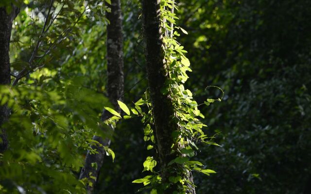 Mahagedara Wellness Retreat