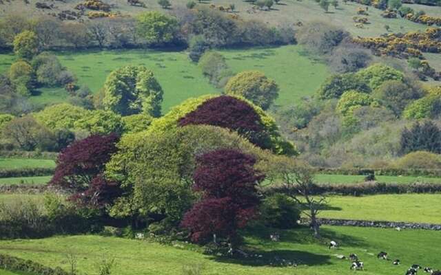 Copper Meadow