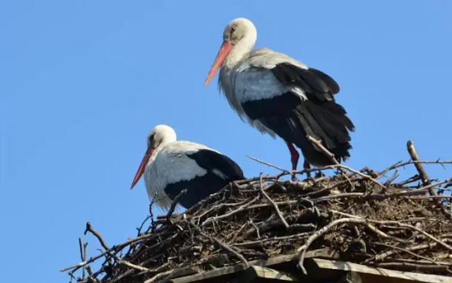 Stara Szkoła w Harszu