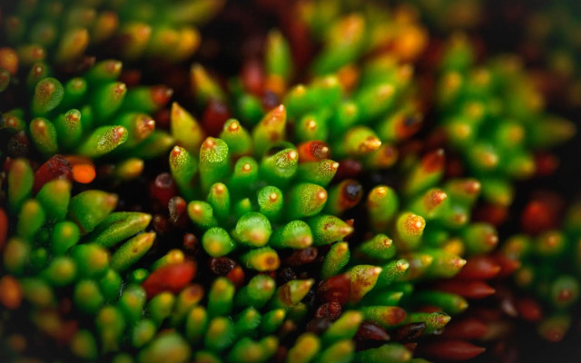 Absolute Oceanfront Bruny Island Secrets Retreat
