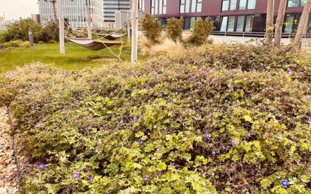 Sonnenaufgang über den Prater - Pool am Dach