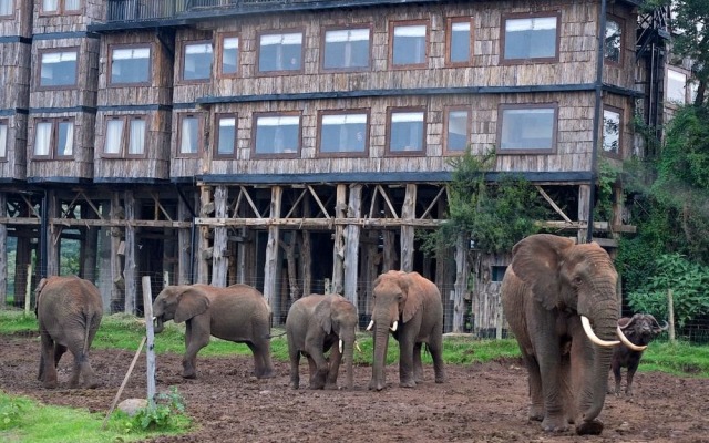 Treetops Lodge