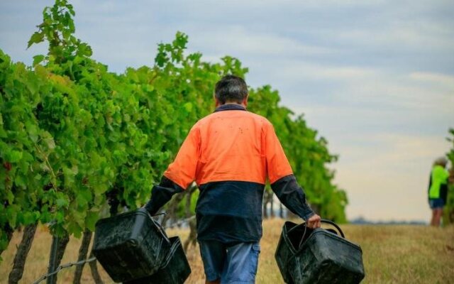 Hanging Tree Wines