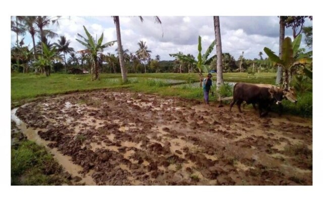 Herry Panggang Homestay and Transport Service