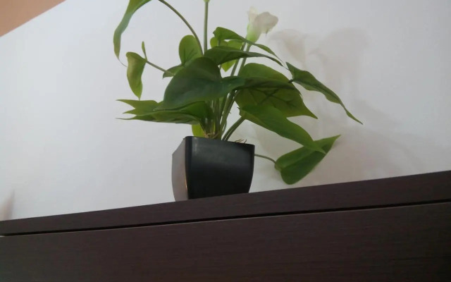 Manolitos apartments 5