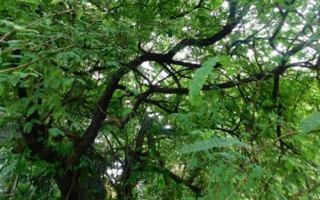 Green Woods Bethlehem