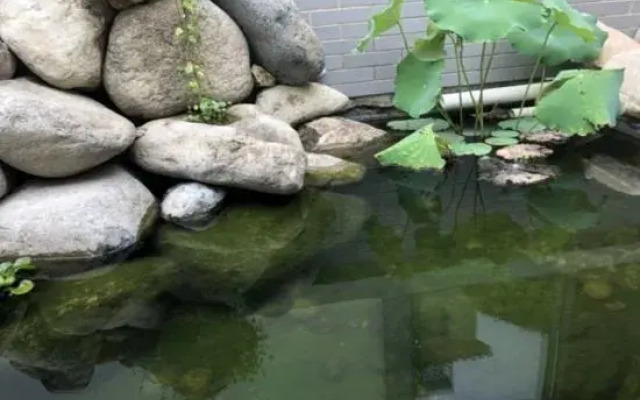 Rooftop Flower Stream Ink B&B