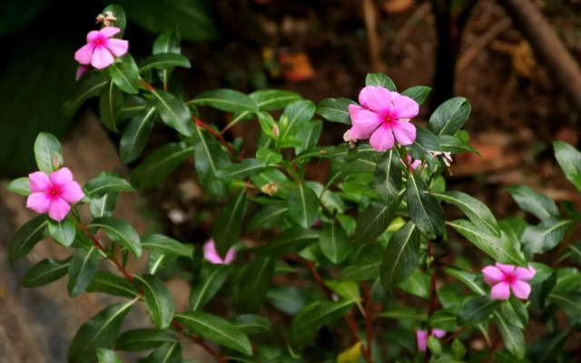 Sai Sneh Holidays Cottage
