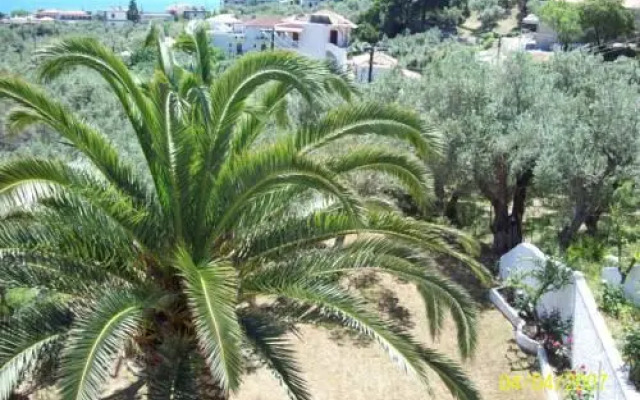 Olive Grove