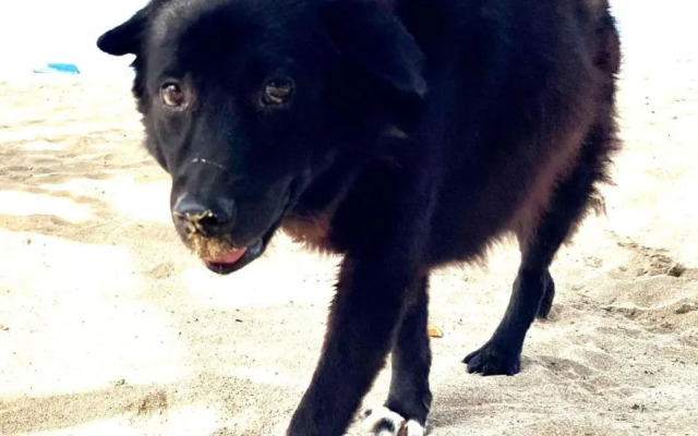 Shady Grove Healing Centre and Homestay