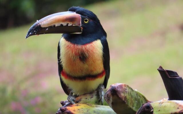 La Ceiba Tree Lodge