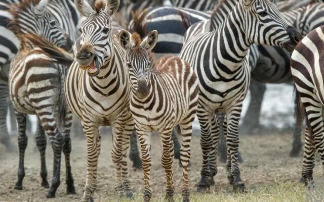 Serengeti Serena Safari Lodge