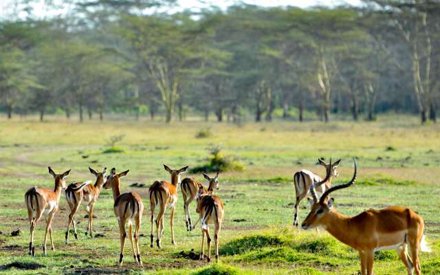 Lake Elmenteita Serena Camp