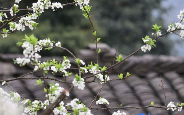 Yunfuli Yunsu·Yidao Qingcheng·camping Mountain Private Hot Spring B&B